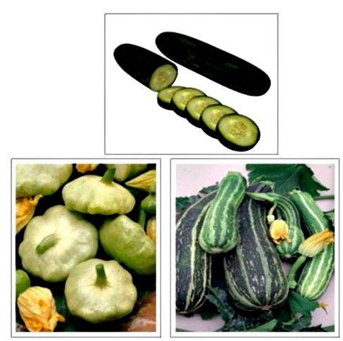 Огурцы, патиссоны, кабачки использование аготехнического материала спанбонд Плант-Протекс