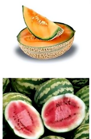 Дыни и арбузы использование аготехнического материала спанбонд Плант-Протекс