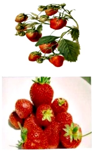 Клубника использование аготехнического материала спанбонд Плант-Протекс