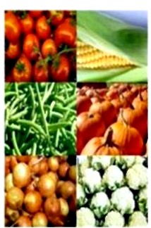 Спанбонд Плант - Протекс для сельского хозяйства