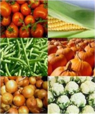 Ранней капусты гурцов, патиссонов, кабачков