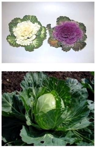 рання капуста использование агро-полотна для выращивания