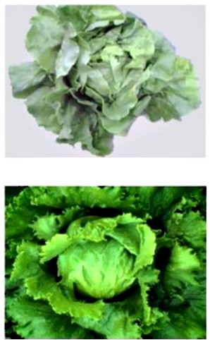 Ранний салат-латук 